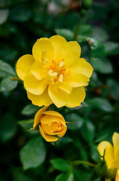 Lemon Zest Oso Easy Landscape Rose Shrubs For Sale Online The Tree Center