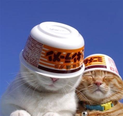 Cats Without Context On Instagram Hats Follow Nocontextcats