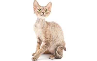The bengal cat does not shed a lot, though, especially in its youth. Top 17 Least Shedding Cat Breeds - CatTime