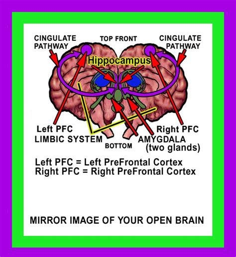 Consciousness Brain Image 1