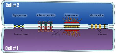 All cells in epithelium are held together with little intercellular material. Cell junction called tight adhering and gap junction are ...