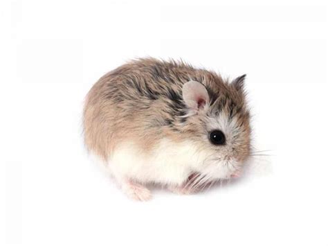 Hamster Roborovski Caractère Comportement Santé Races De Hamsters