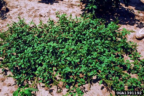 In low amaranth, new shoots can grow from upper portions of a taproot and crown that remain in the soil after cultivation. prostrate pigweed, Amaranthus blitoides (Caryophyllales ...
