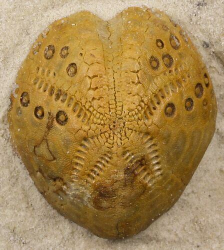 Lovenia Sea Urchin Fossil Beaumaris Australia 31068 For Sale