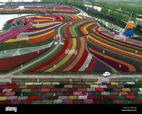 Aerial View Of More Than Million Tulips In Full Blossom At The Holland Sea Of Flowers In