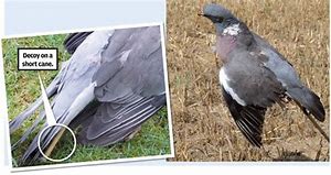 Image result for pigeon on a cane decoy