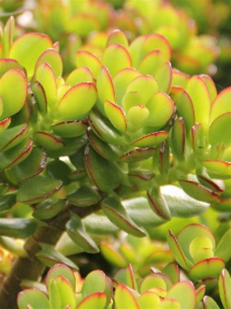 crassula ovata compacta wholesale nursery nurseries in melbourne sydney and brisbane plantmark