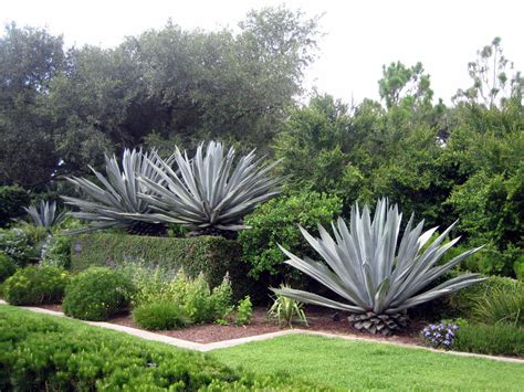 How fast a succulent or cactus grows will depend on the variety of the species, its growing conditions, and, of course, what you consider fast or slow. Growing Agave - Information On Agave Plant Care