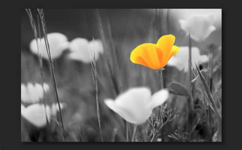 Combine Black And White With Color In A Photo Adobe