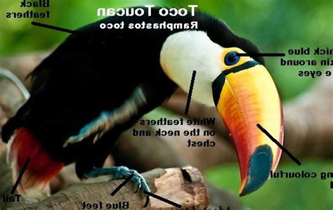 Adaptation Of Bird Toucan