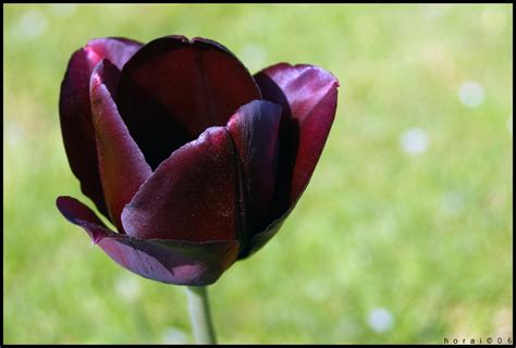 Black Tulip By Horai On Deviantart