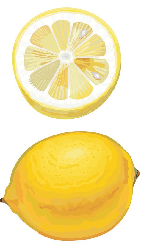 Lemon Drawing Cut Png Image Purepng Free Transparent Cc0 Png Image