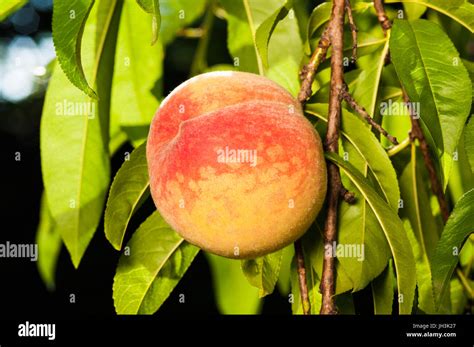 Ripe Peach Fruits On The Tree In Garden Stock Photo Alamy