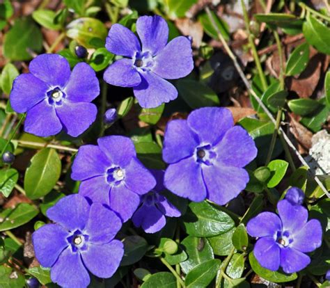 Its small flowers don't last long enough to. JOYFUL REFLECTIONS: Greenbriar in the Smokies