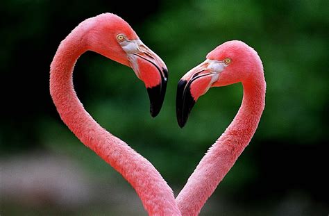 Flamingos or flamingoes are a type of wading bird in the family phoenicopteridae, the only bird family in the order phoenicopteriformes. Wikipedia Flamenco Animal - SEONegativo.com