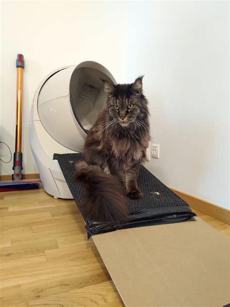 Litter Robot 3 Review | Liza Shulyayeva