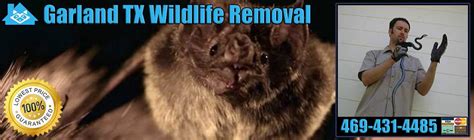 Physical pest control is a method of getting rid of insects and small rodents by killing, removing, or setting up barriers that will prevent further destruction of one's plants. Pest Animal Removal Garland: Wildlife Control, Critter ...