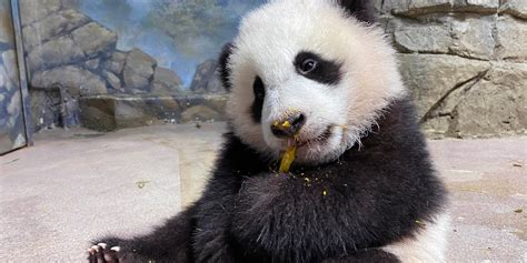 Top 8 Giant Panda Moments In January 2021 Smithsonians National Zoo