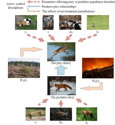 The Predator Prey Relationship Taking Foxes And Hares As Examples