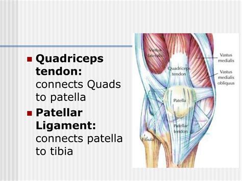 Ppt The Knee Anatomy And Injuries Powerpoint Presentation Free
