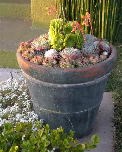 Studio Garden And Bungalow Potted Succulents Small Landscapes