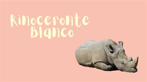 El Rinoceronte Blanco Youtube