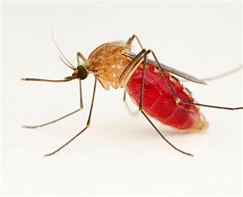 Jenis Nyamuk Dan Bahayanya
