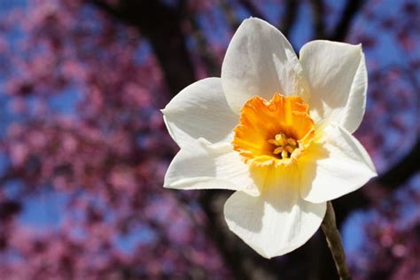 Daffodil With Cherry Blossoms Mini Art Print By Joseph Skompski Without Stand 3 X 4 Mini