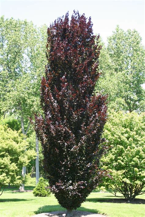 Fagus Sylvatica Dawyck Purple Burgundy Columnar Beech Tree Kigi