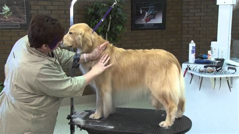 Grooming The Golden Retriever With Lisa Leady Youtube