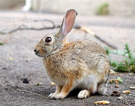Photographers International Wildlife Photography Rabbit