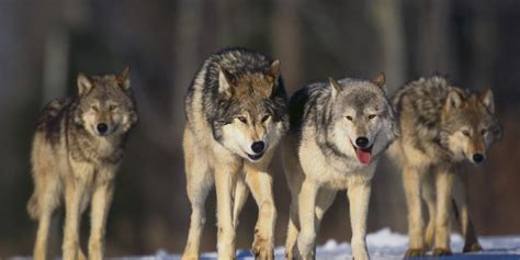 Nearly 40 subspecies of wolves are officially recognized, the largest of which fall under the category of gray wolves. Wolves in Paradise? Yellowstone's Wolves in Transition | HuffPost