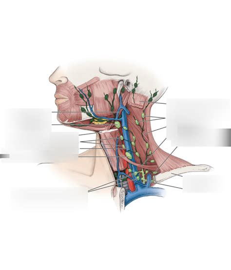 Deep Cervical Lymph Nodes Figure 10 15 Diagram Quizlet