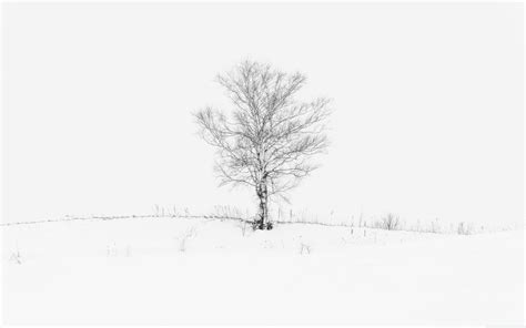 White Tree Wallpapers Top Free White Tree Backgrounds Wallpaperaccess