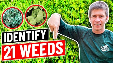 This edition doesn't have a description yet. Weed Identification - Identify 21 Common Weeds in Lawn ...