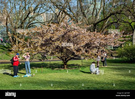 Cherry Blossom Tree At Brooklyn Botanic Garden Spring 2022 Stock Photo