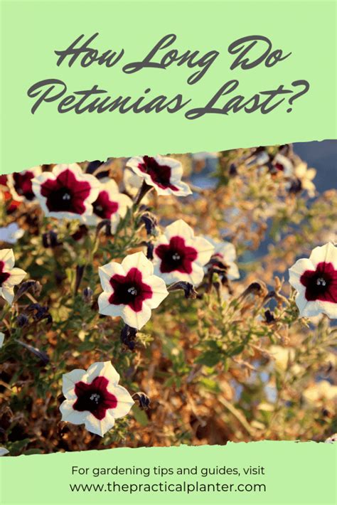Does hairspray make flowers last longer? How Long Do Petunias Last? (The Flowers and the Plants ...