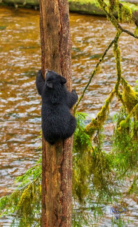 A Natural Born Climber Interacting With Black Bear Cub High In A Tree