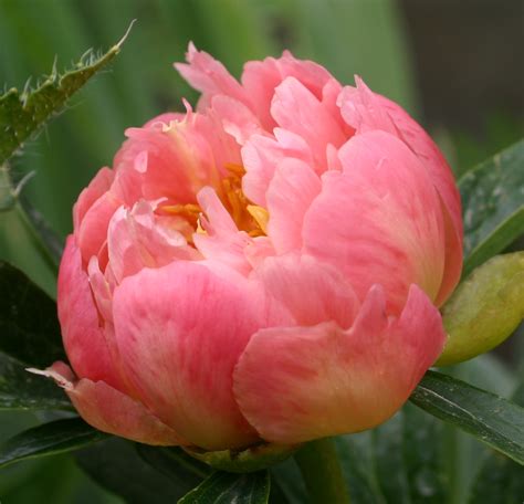 Maybe you would like to learn more about one of these? MEMORIAL DAY AND PEONY SEASON GO TOGETHER! - Sowing the Seeds