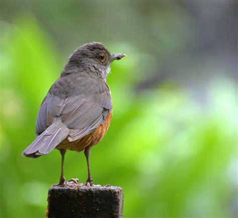 Sabiá Lanranjeira Turdus Rufiventris Ave Símbolo Do Brasil