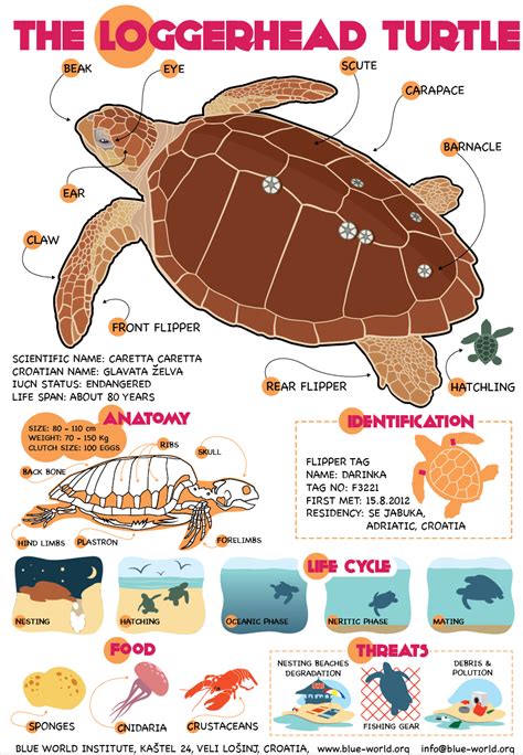 Sea Turtles Blue World Institute Types Of Turtles Facts About Sea