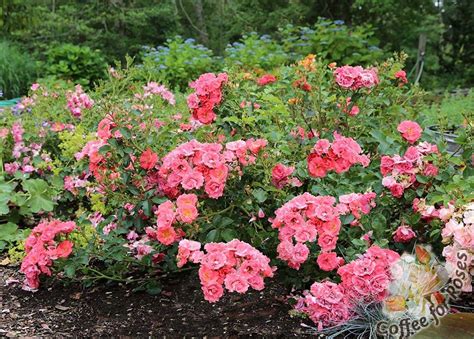 Roses are a highly diverse group of plants with a range of forms, mature sizes, and flowering traits. Low growing roses fit in many gardens. Try Flower Carpet ...