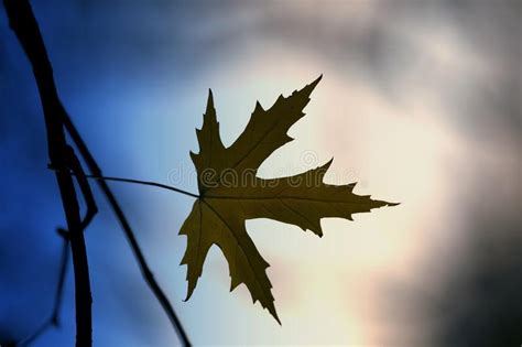 Lone Autumn Leaf Stock Photo Image Of Serenity Orange 5795868