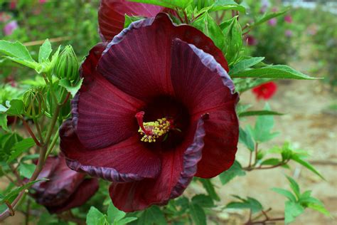 Hibiscus bloom from july to september. AgriLife Researcher develops a painter's palette of winter ...
