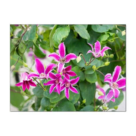 Der vater von azet ist im krankenhaus, denn er ist im koma. 41 HQ Images Wann Clematis Zurückschneiden / Clematis ...