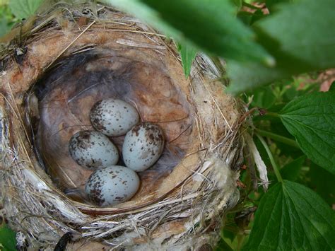 Yellow Warbler Eggs Nest And Eggs Of A Yellow Warbler Jerry Schoen