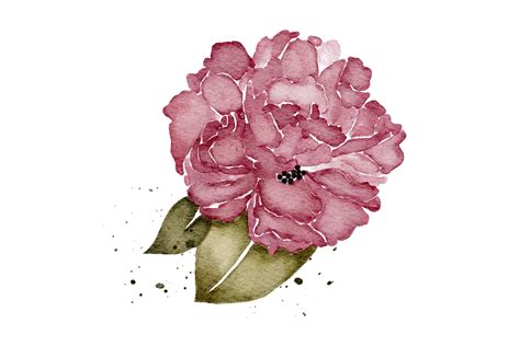 Peonies Flower Realistic Png Clip Art Graphics