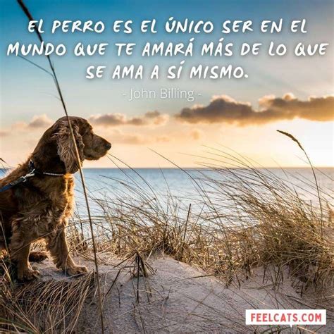 70 Frases De Perros Top Con Imágenes Y Fotos Feelcats