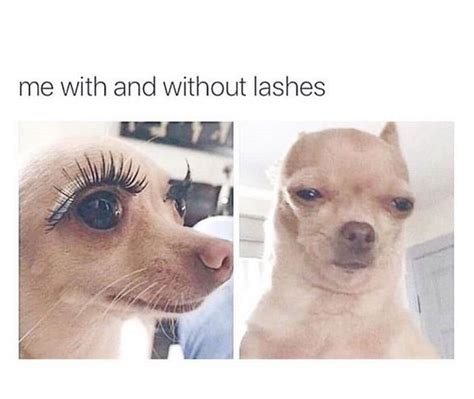 Chihuahua Meme With Eyelashes Pets Lovers
