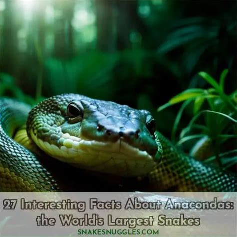 27 Interesting Facts About Anacondas The World S Largest Snakes